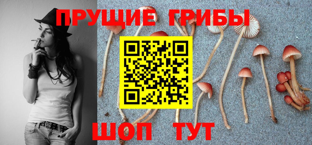 Советская Гавань  Псилоцибиновые грибы GOLDEN TEACHER  Вход с VPN  Псилоцибиновые грибы Psilocybe 